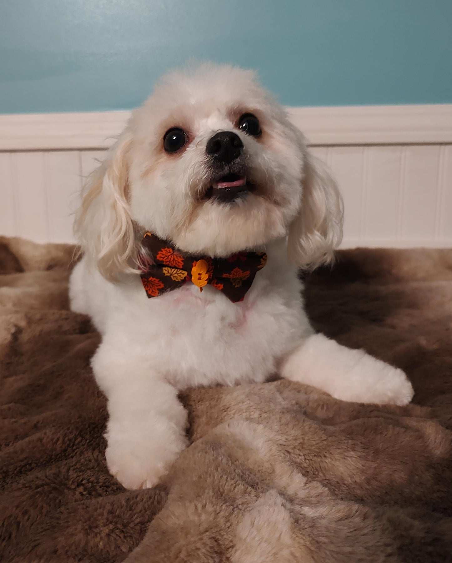 Red with Gold Stars Pet Bow Tie